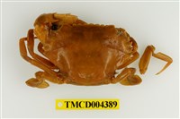 藏品(鈍齒短槳蟹)的圖片